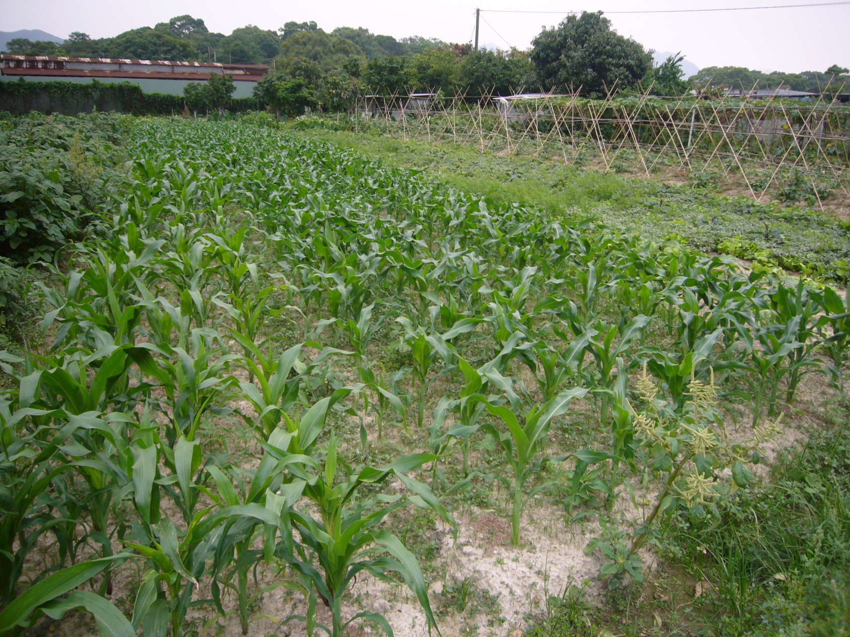 P1080565.JPG