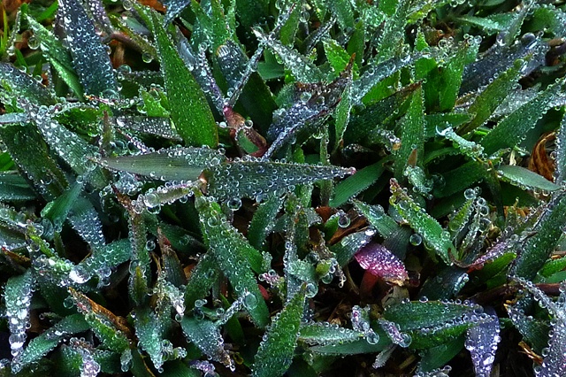 P1060126r.jpg