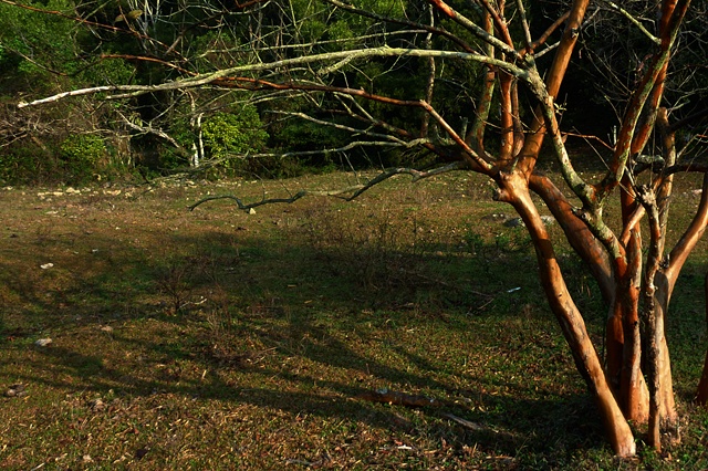 P1060119r.jpg