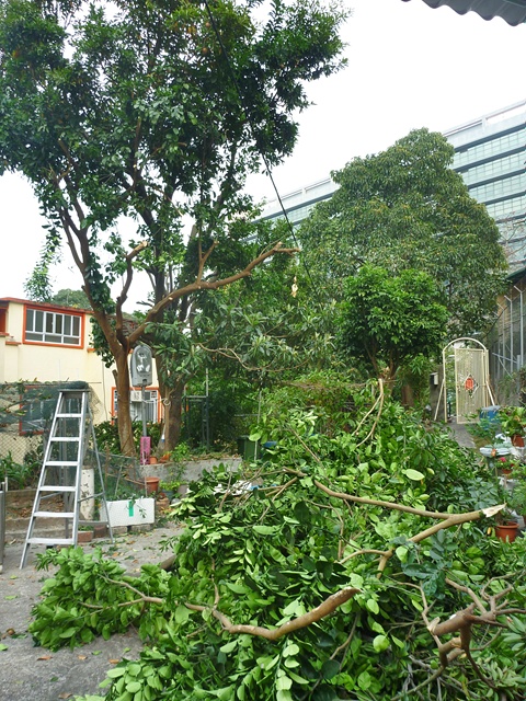 P1060116r.jpg
